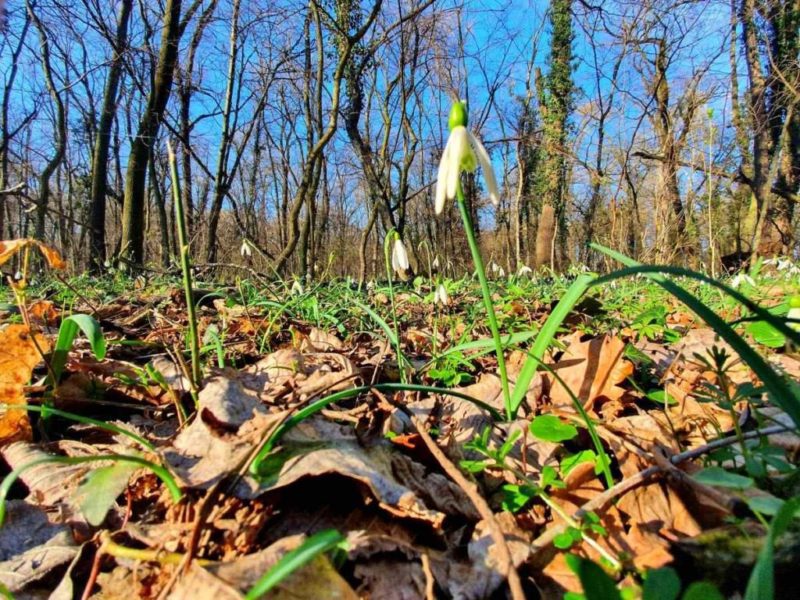 Spring in Bratislava