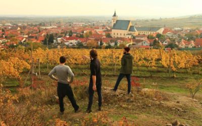 Carpathian Wine Tour Vineyards